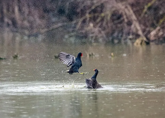 Salina فيلة روسولينا ماري