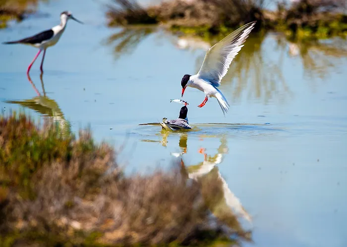 Salina روسولينا ماري