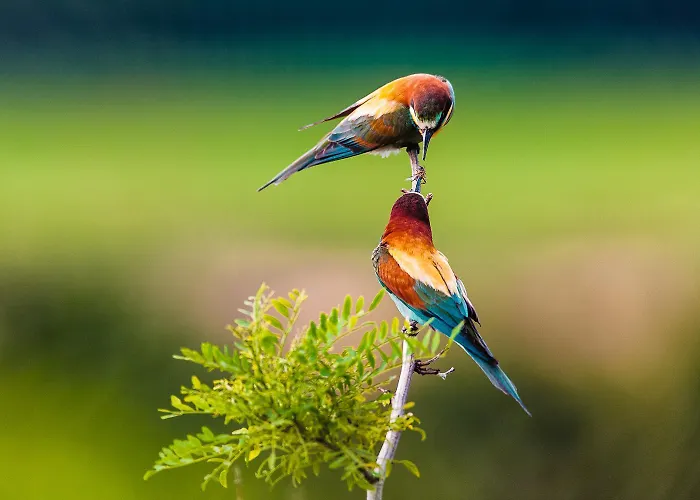 فيلة Salina روسولينا ماري