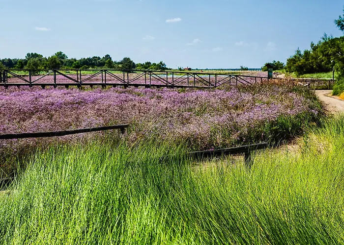 Salina فيلة روسولينا ماري