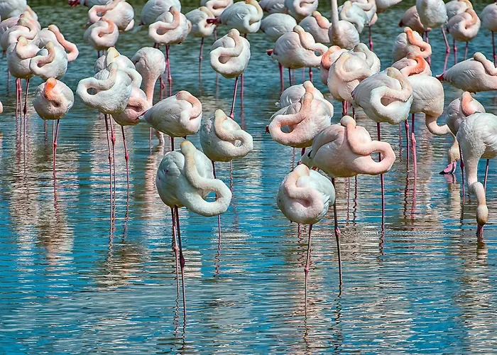 فيلة Salina *